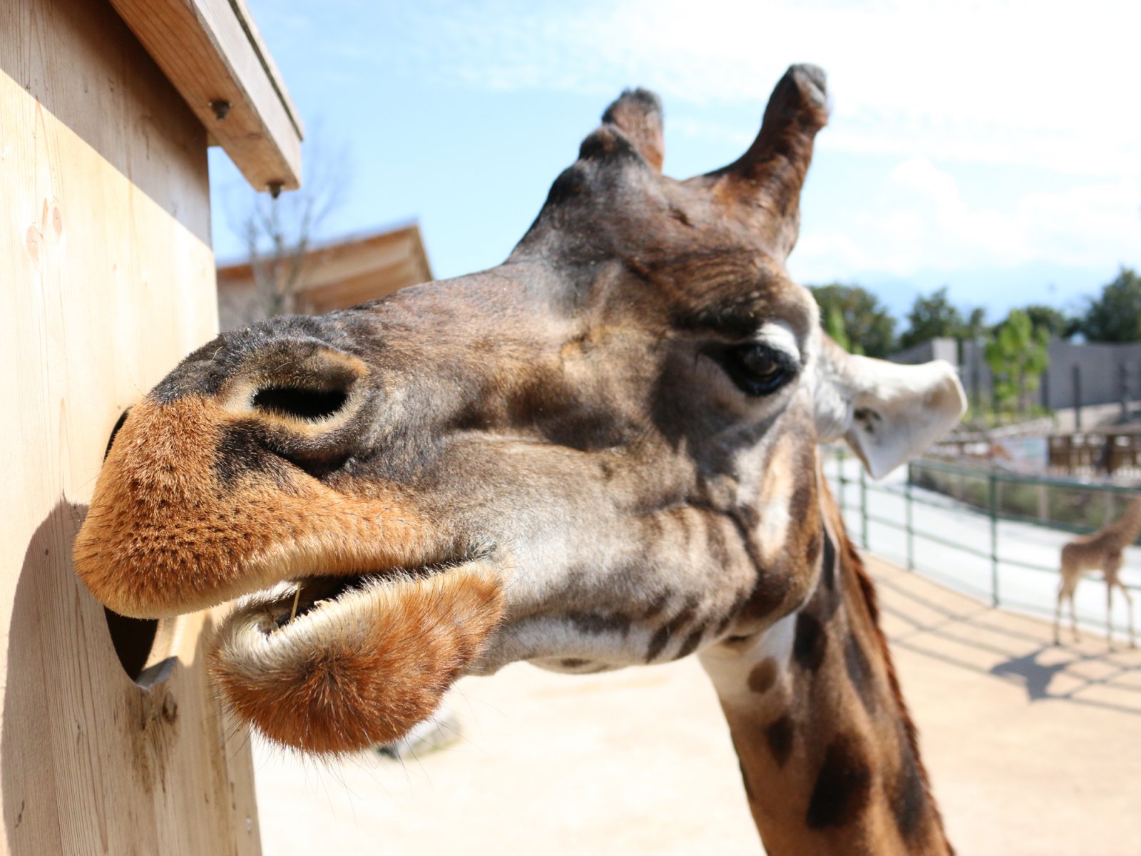Knies Kinderzoo Rapperswil - Giraffe Feeding Station
