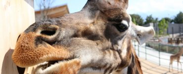 Knies Kinderzoo Rapperswil - Giraffe Feeding Station