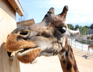 Knies Kinderzoo Rapperswil - Giraffe Feeding Station