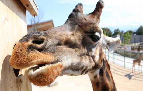 Knies Kinderzoo Rapperswil - Giraffe Feeding Station