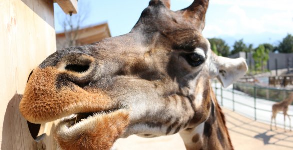 Knies Kinderzoo Rapperswil - Giraffe Feeding Station