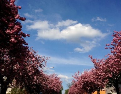 Blossoming Zuerich Sakura