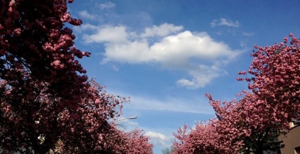Blossoming Zuerich Sakura