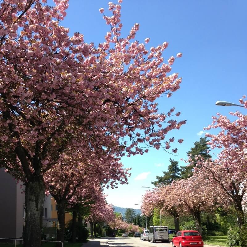 Blossoming Zuerich Sakura