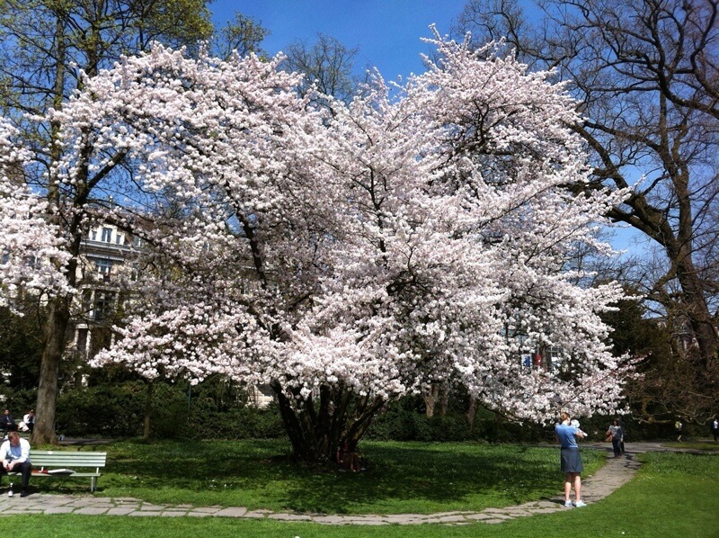 Cherry Blossoms in Zürich