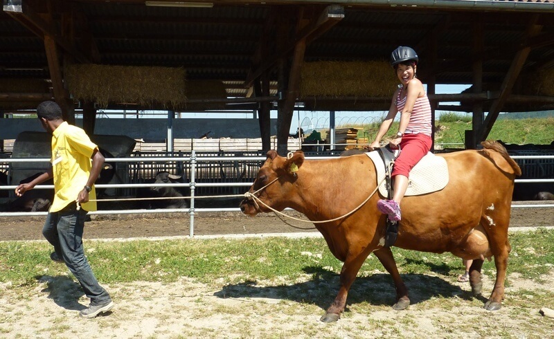 Bolderhof - Cow Riding