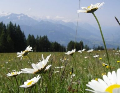 Niederhorn Beatenberg