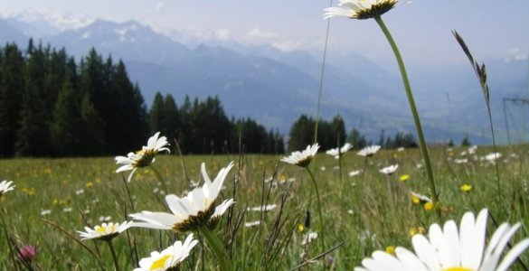 Niederhorn Beatenberg