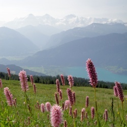 Niederhorn Beatenberg