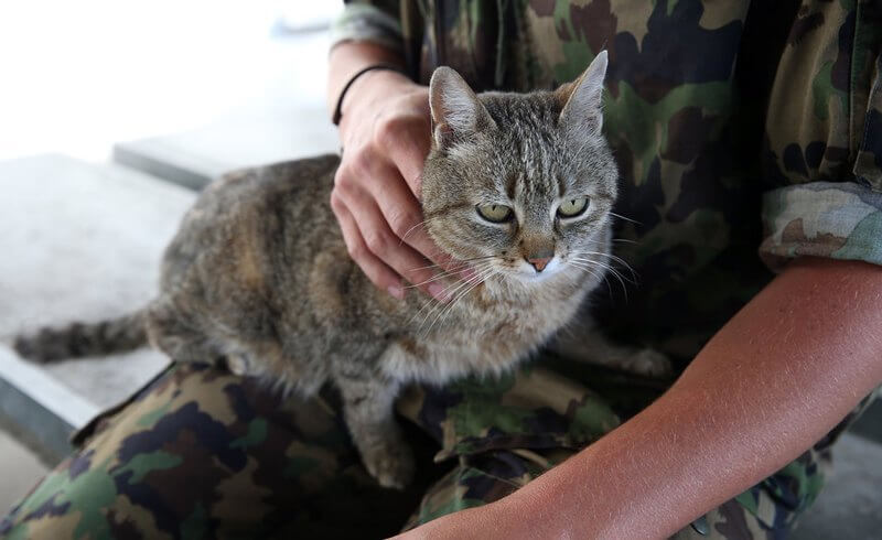 Brigadier Broccoli, the famous Swiss Army cat