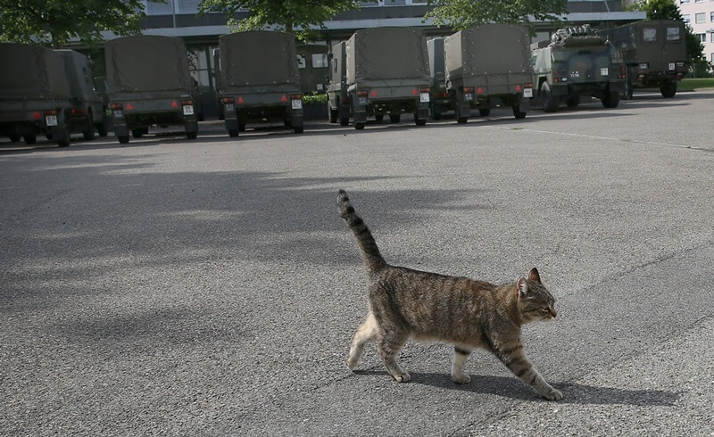 Brigadier Broccoli, the famous Swiss Army cat