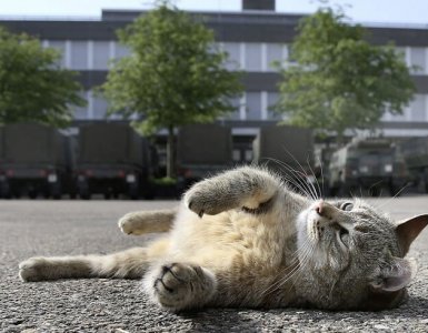 Brigadier Broccoli, the famous Swiss Army cat