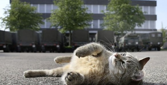 Brigadier Broccoli, the famous Swiss Army cat