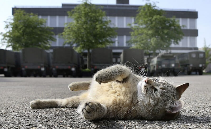 Brigadier Broccoli, the famous Swiss Army cat