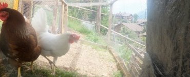Keeping Chickens in Switzerland
