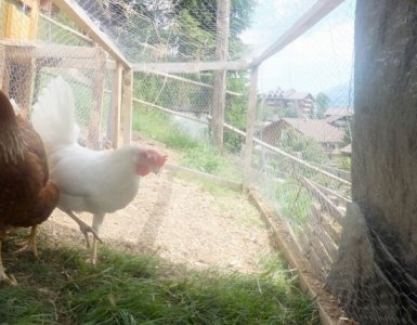 Keeping Chickens in Switzerland