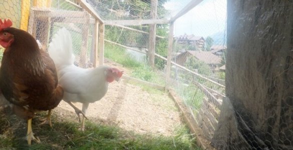 Keeping Chickens in Switzerland