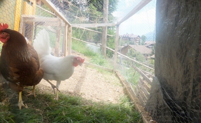 Keeping Chickens in Switzerland