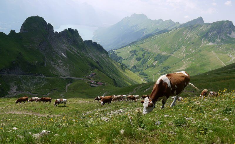 Brienzer Rothorn - Cows