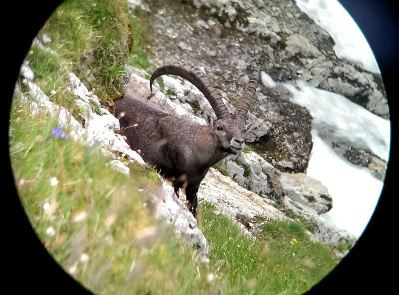 Brienzer-Rothorn-11-Capricorn