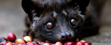 5 Ways to Pimp Starbucks - Kopi Luwak