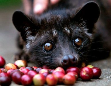 5 Ways to Pimp Starbucks - Kopi Luwak