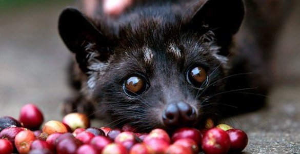 5 Ways to Pimp Starbucks - Kopi Luwak