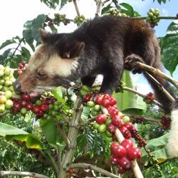 5 Ways to Pimp Starbucks - Kopi Luwak