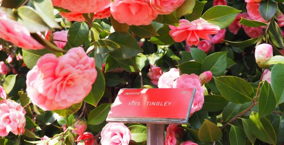 Camellia Flower Exhibit in Locarno