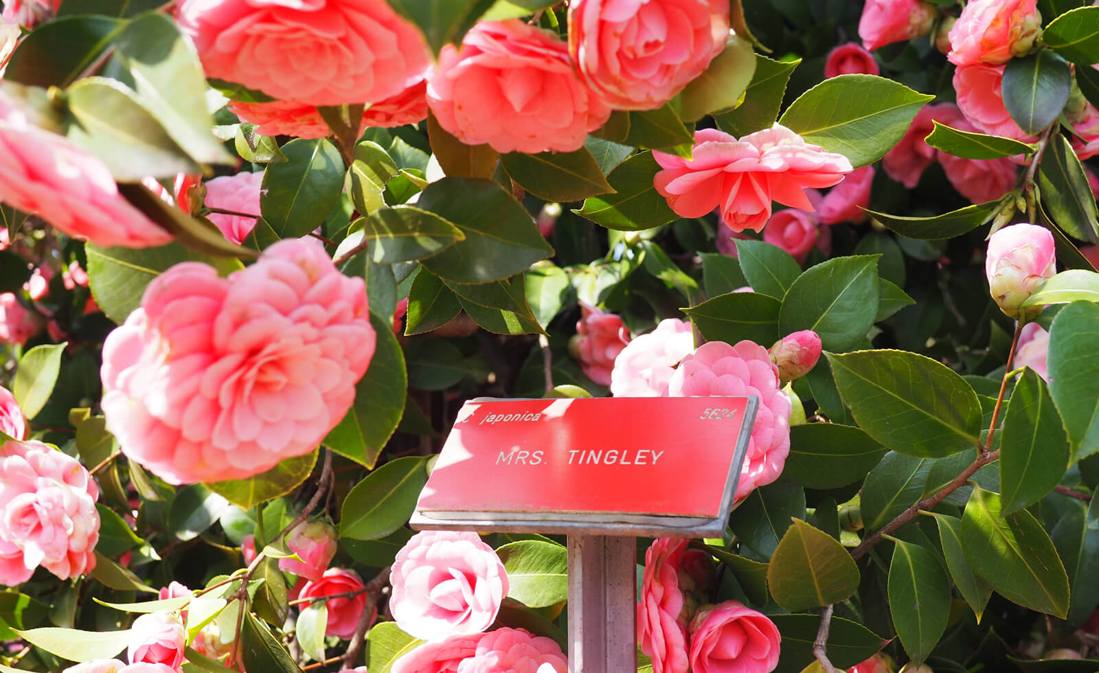 Camellia Flower Exhibit in Locarno