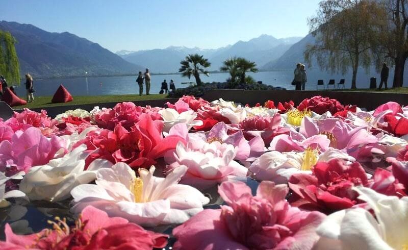 Camelia Festival in Locarno