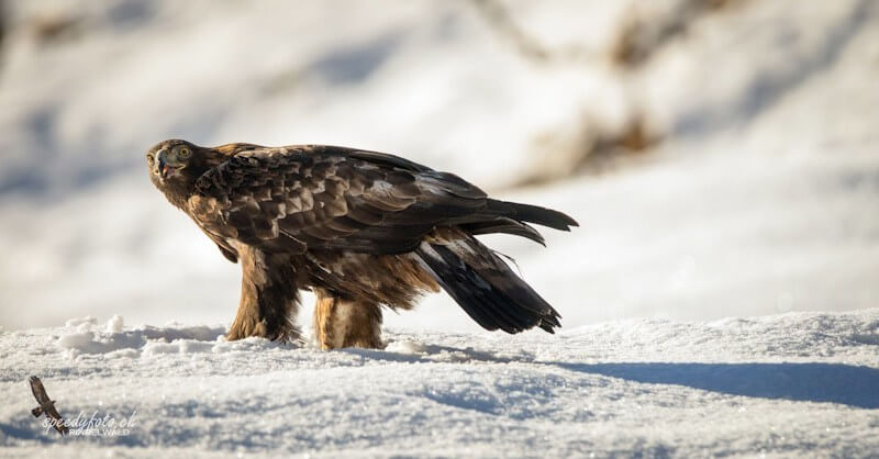 Speedyphoto - Eagle