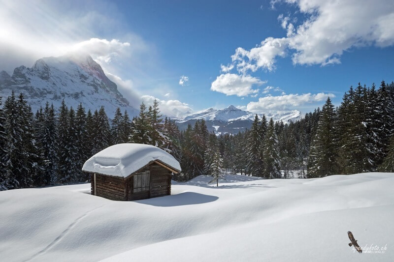 Speedyphoto - Stepfi Downhill Slope