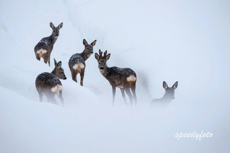 Speedyphoto - Wildlife Grindelwald, Switzerland