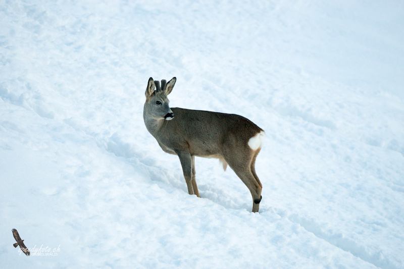 Speedyphoto - Wildlife Grindelwald, Switzerland