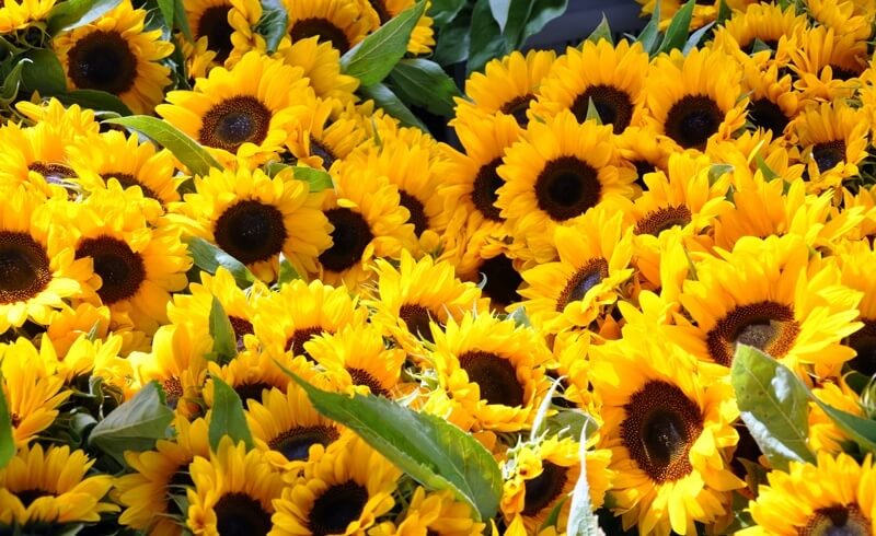 Farmers Market in Luzern