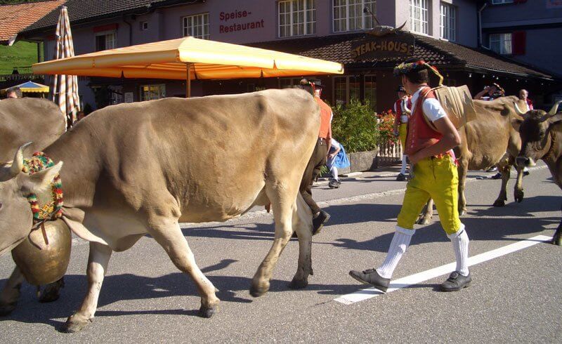 Things Swiss Abroad Miss - Cow Crossing