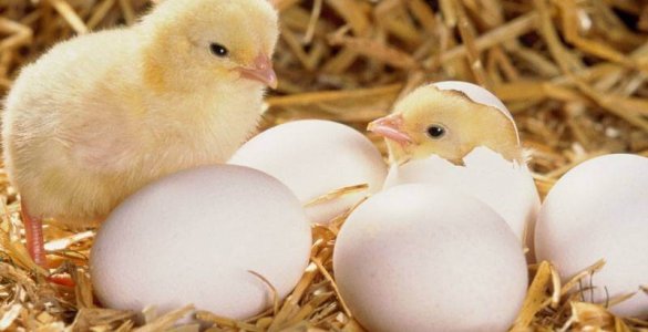 Chicks Hatching