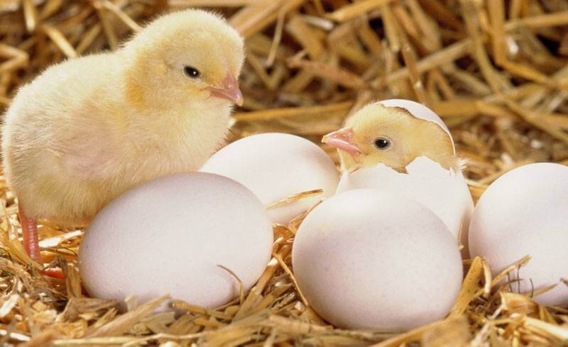 Chicks Hatching