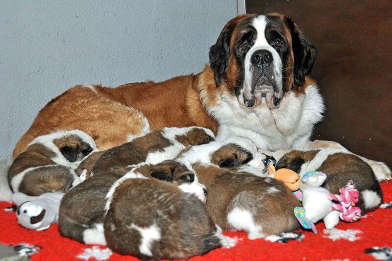 St. Bernard Puppies at Fondation Barry, Martigny