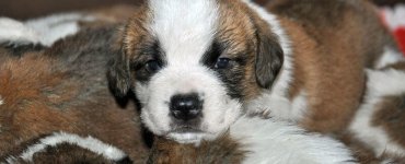 St. Bernard Puppies at Fondation Barry, Martigny