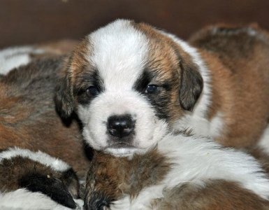 St. Bernard Puppies at Fondation Barry, Martigny