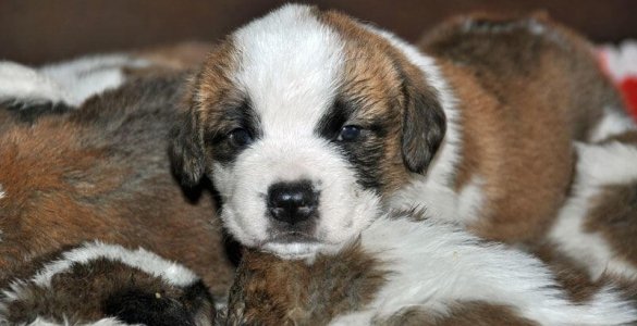 St. Bernard Puppies at Fondation Barry, Martigny