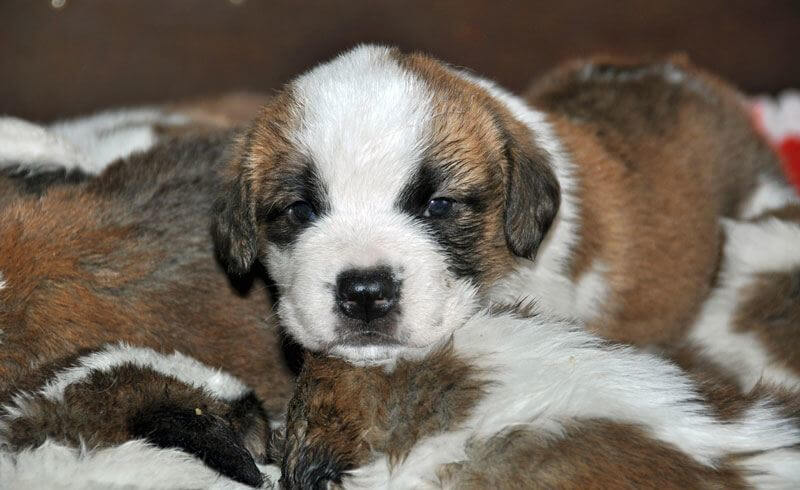 St. Bernard Puppies at Fondation Barry, Martigny