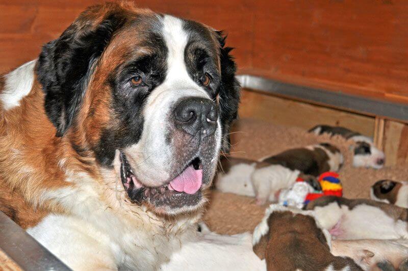 St. Bernard Puppies at Fondation Barry, Martigny