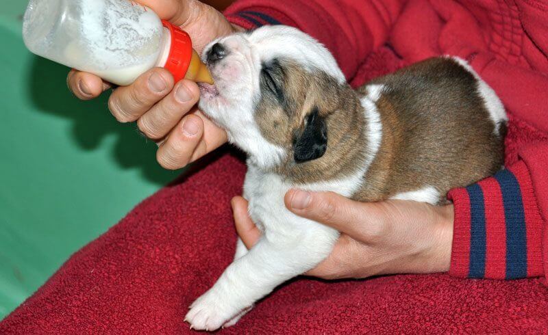 St. Bernard Puppies at Fondation Barry, Martigny