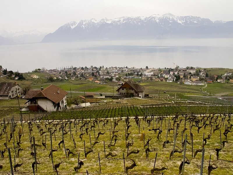 Lausanne Grandvaux Winery