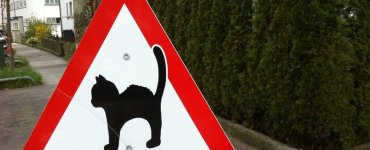 Cats in Switzerland - Swiss Cats