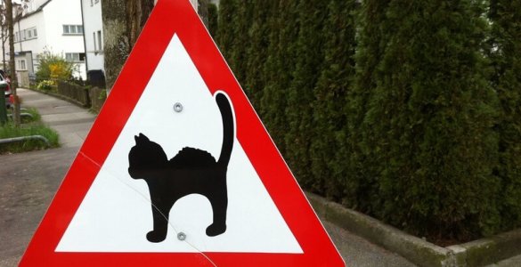 Cats in Switzerland - Swiss Cats