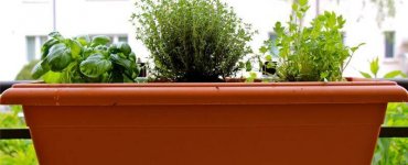 Herbs for Container Gardening